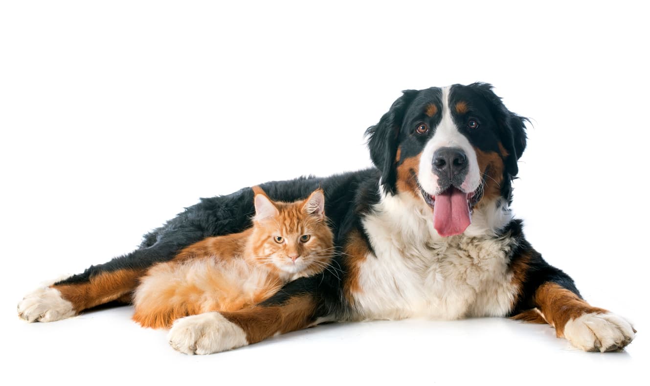 Dog and Cat laying Down